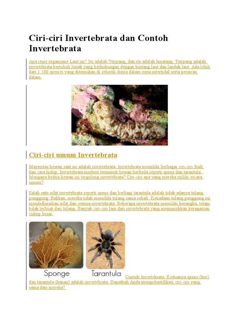Ciri Invertebrata Ciri Invertebrata