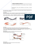 Antologia de Anatomia