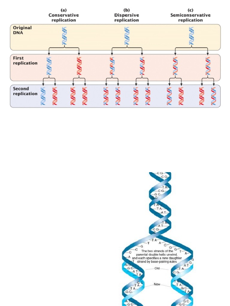 DNA Replication | PDF | Dna Replication | Biomolecules