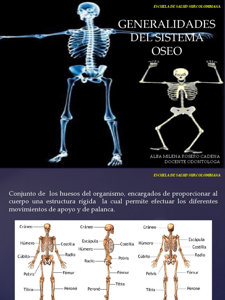 Generalidades Del Sistema Oseo Hueso Cráneo