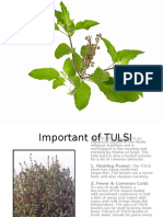 Importance of Tulsi