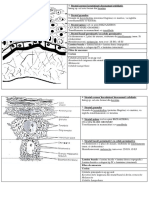 Schema Straturi Epiteliul Gingival