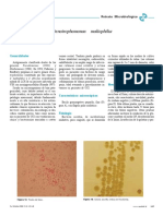 Stenotrophomonas maltophilia: retrato microbiológico de este patógeno emergente