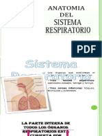 Sistema Respiratorio