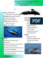 Pilot Whale Factsheet