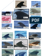 Pilot Whales - Family Groups