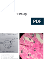 Histologi