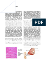 Left: Skeletal Muscle Cells Right: Structure of A Skeletal Muscle