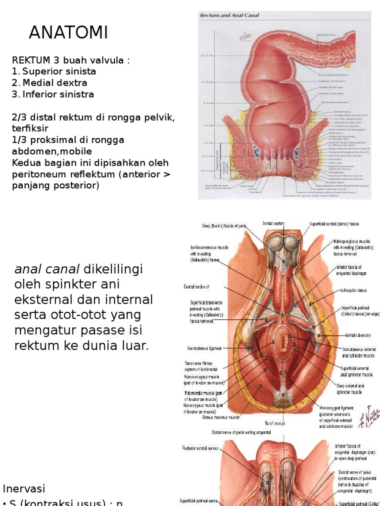 Anatomi dan Fisiologi Rektum Manusia | PDF | Sains & Matematika