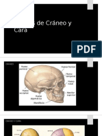 Huesos de Cráneo y Cara