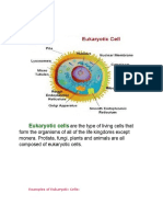 Eukaryotic Cell