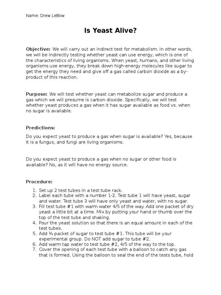 Yeast Fermentation Lab Learning PDF Yeast Breads