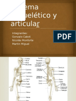 Sistema Esquelético y Articular (Basico)