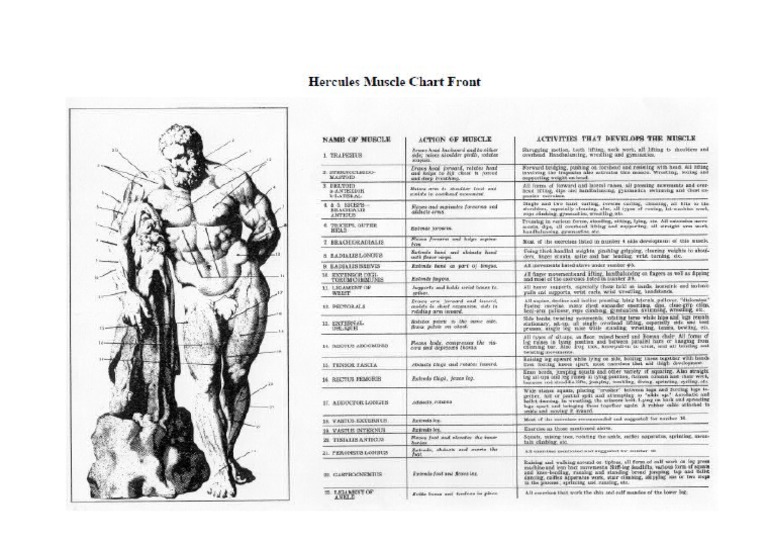 Muscule Chart | PDF