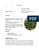 Ficha técnica sobre el pino lacio (Pinus devoniana