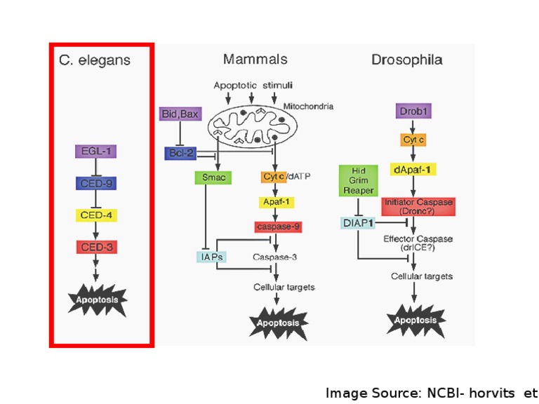 Programme Cell Death | PDF