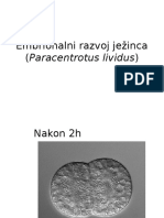 Embrionalni Razvoj Ježinca (Paracentrotus Lividus)