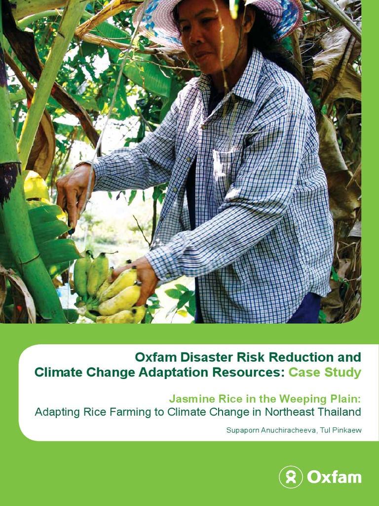 Jasmine Rice: Adapting Rice Farming To Climate Change in Northeast ...
