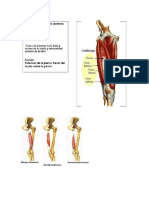 yoga dib anatomia.docx