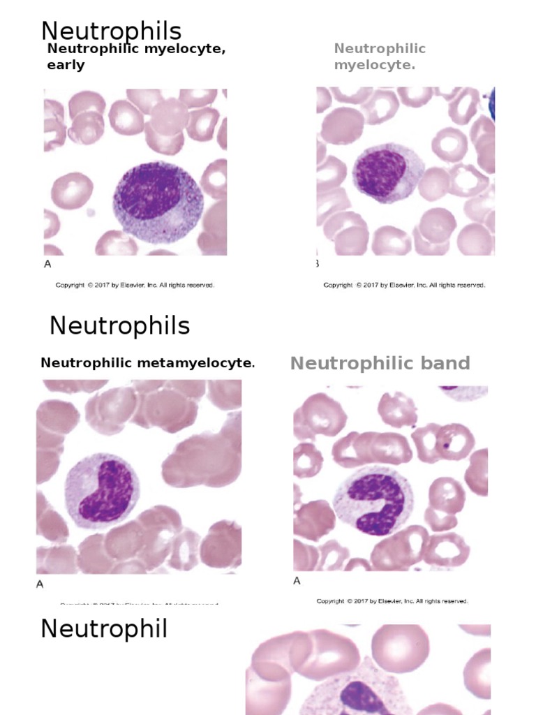 Blood Cell Types and Indices Guide | PDF