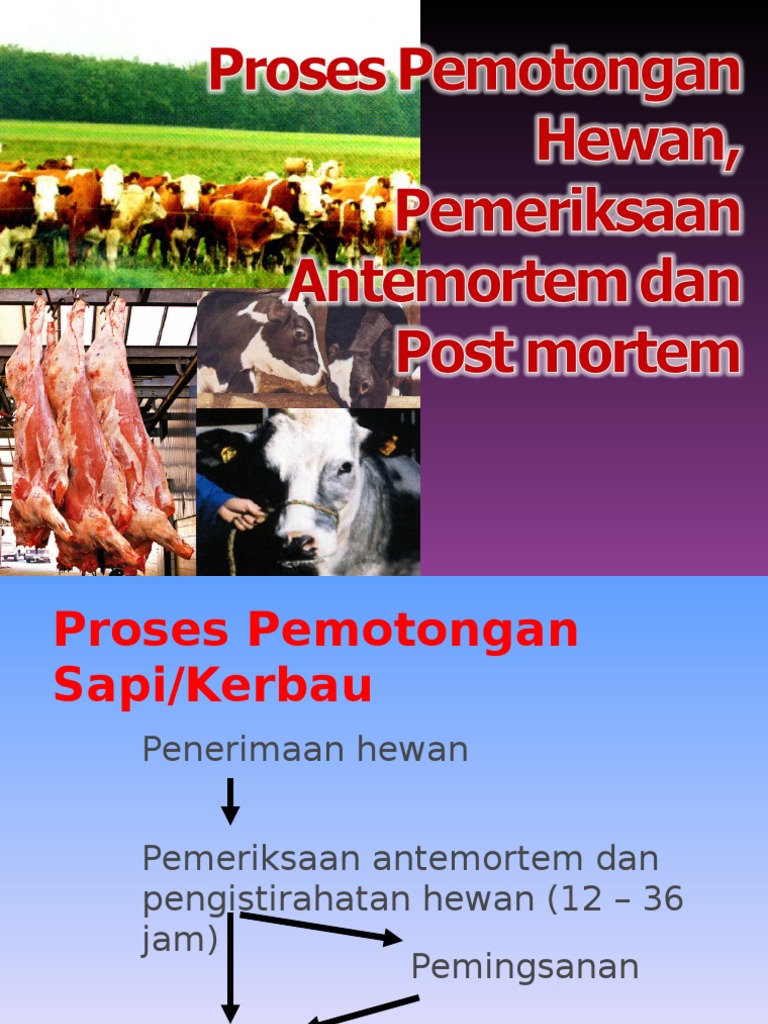 Pemeriksaan Ante dan Post Mortem Sapi | PDF