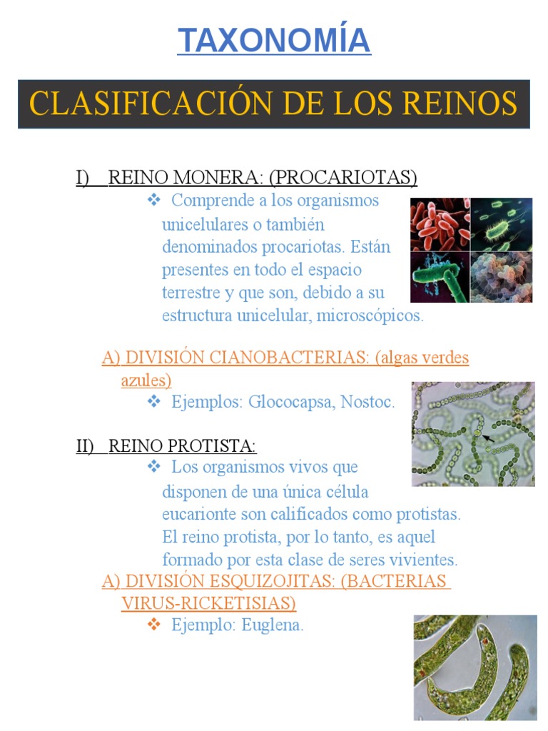 Clasificación del Reino Protista y Monera | PDF | Plantas | Taxa