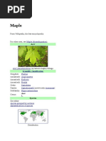 Maple: From Wikipedia, The Free Encyclopedia