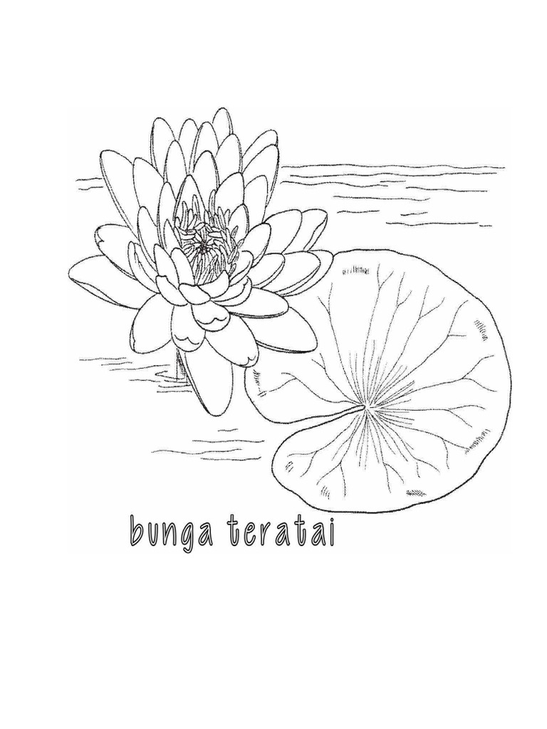 Gambar Mewarnai Bunga Teratai