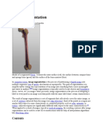 Image Segmentation: Femur