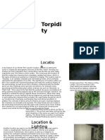 Torpidi Ty