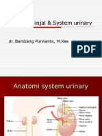 Fisiologi Ginjal System Urinary