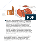 Fungsi Hati dan Kandung Empedu