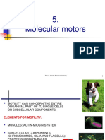 5.molec Motors