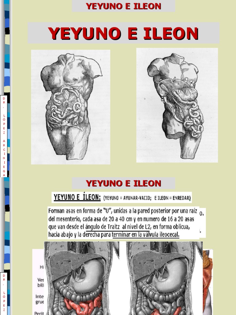 9. Yeyuno e Ileon | Intestino delgado | Abdomen