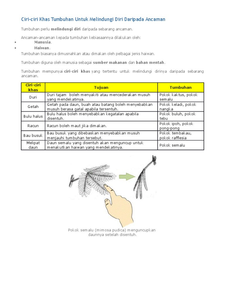 Bermain Dengan Kaktus