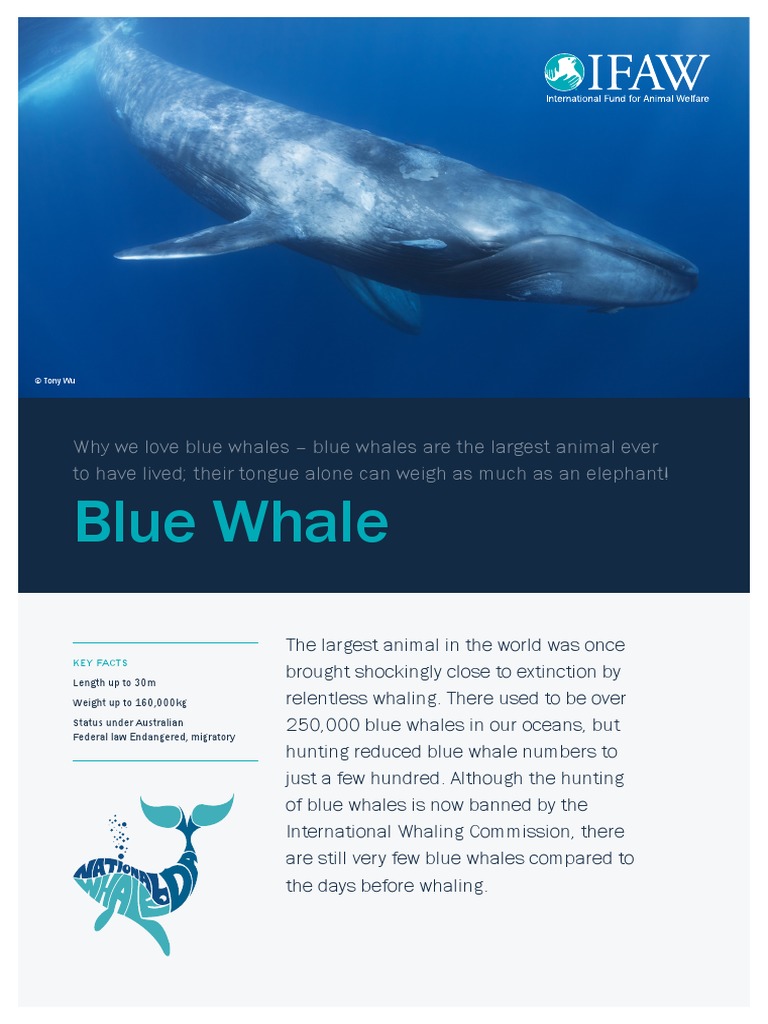 Blue Whale Fact Sheet | PDF | Whales | Ungulates