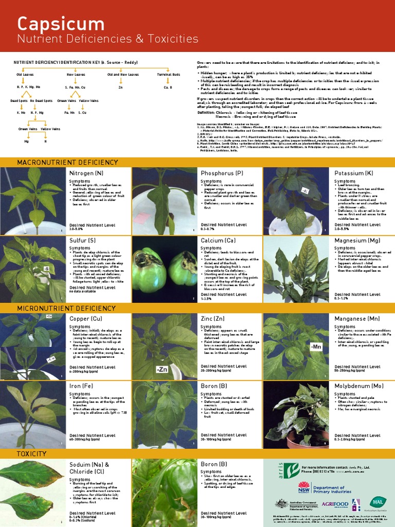 Capsicum Nutrient Deficiency Guide | PDF | Nutrients | Leaf