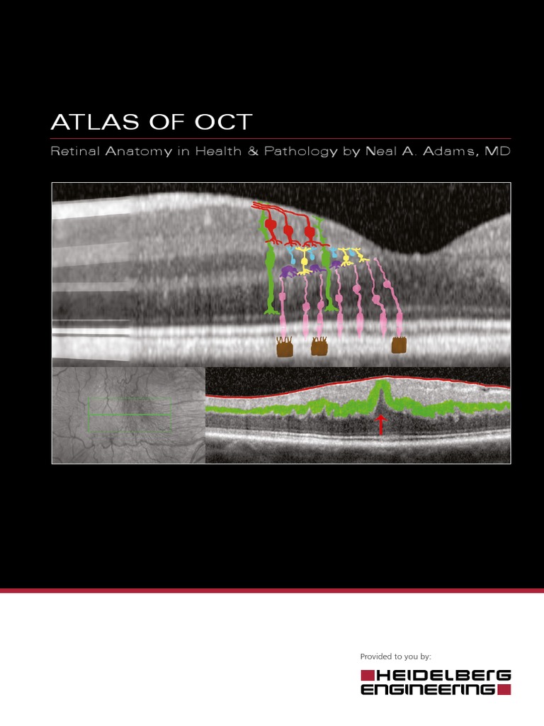 OCT Atlas Adams en | PDF | Retina | Facial Features