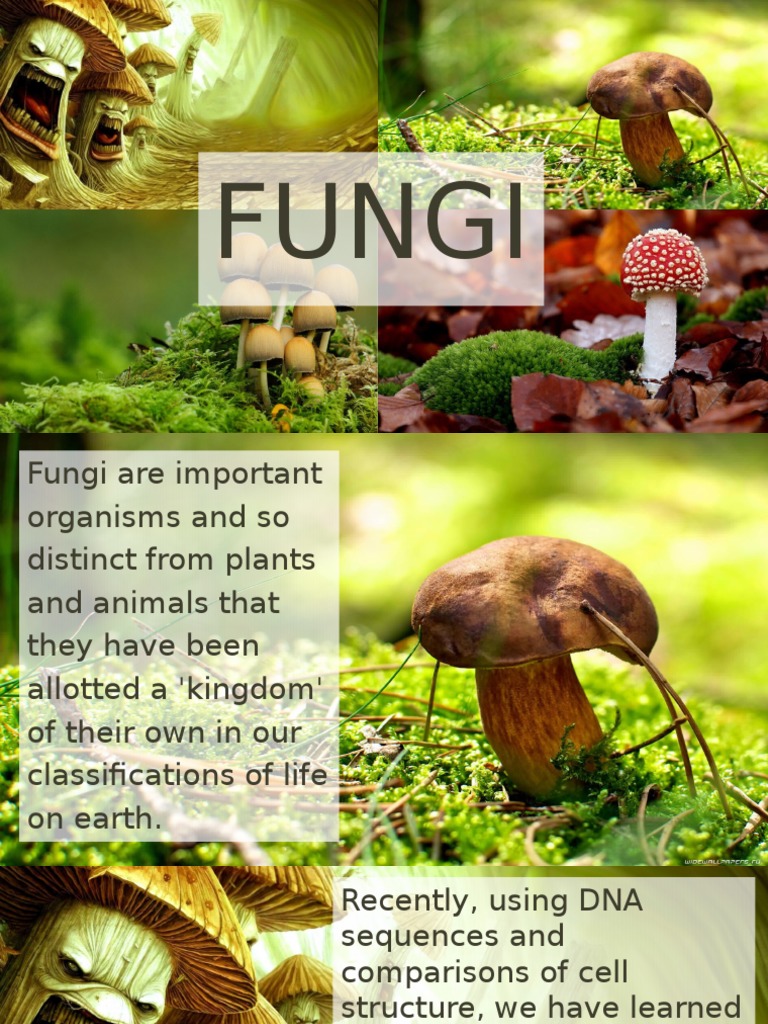 Fungi Kingdom Short Discussion and Quiz PDF Mushroom Fungus