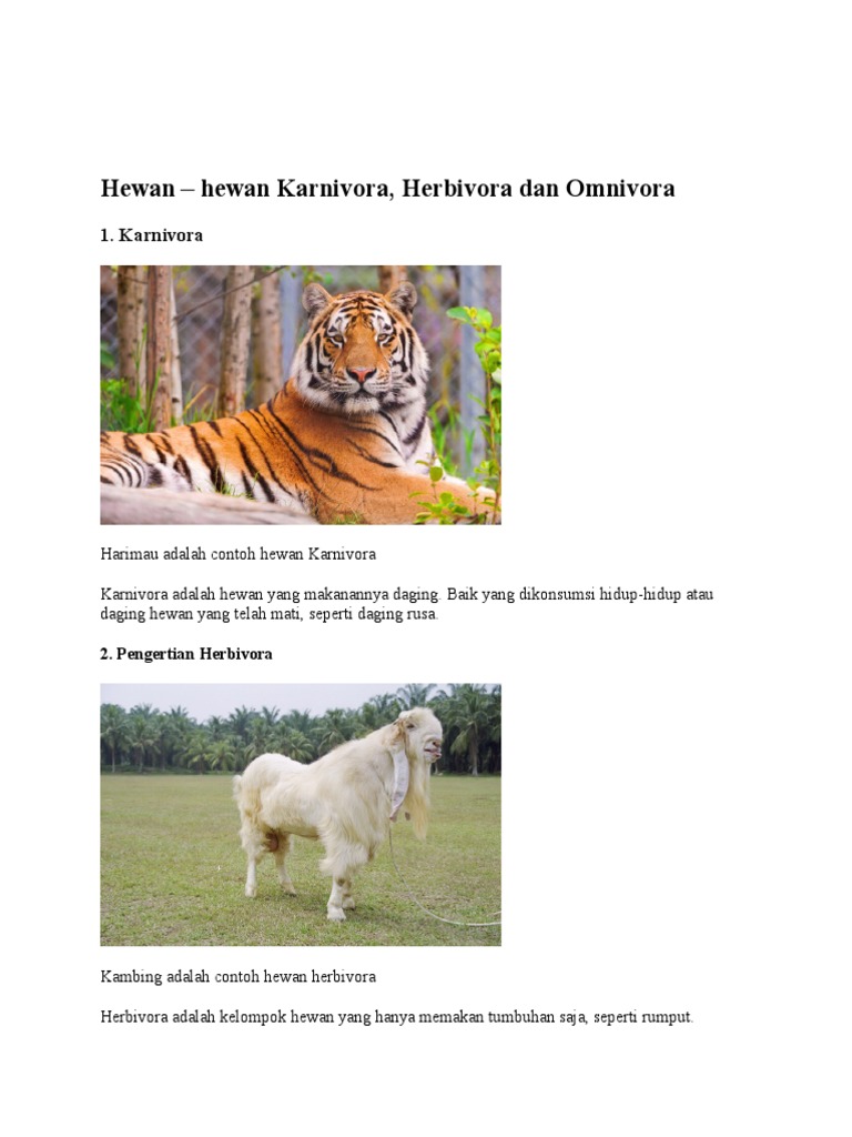550 Koleksi Gambar Hewan Herbivora Omnivora Karnivora HD Terbaru