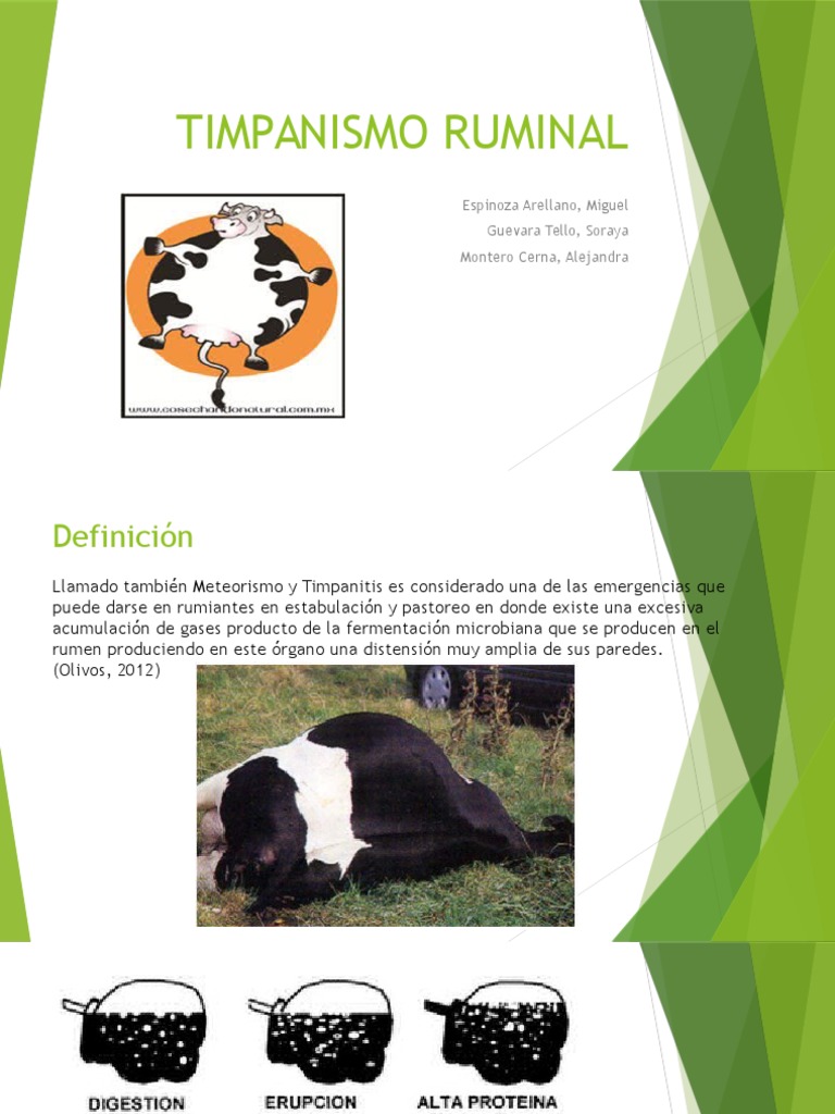 Tipos y Tratamiento del Timpanismo en Rumiantes | PDF | Vacas ...