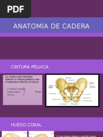 Osteología Miembro Inferior Femur Parte 1 Facundo Patronelli Pdf