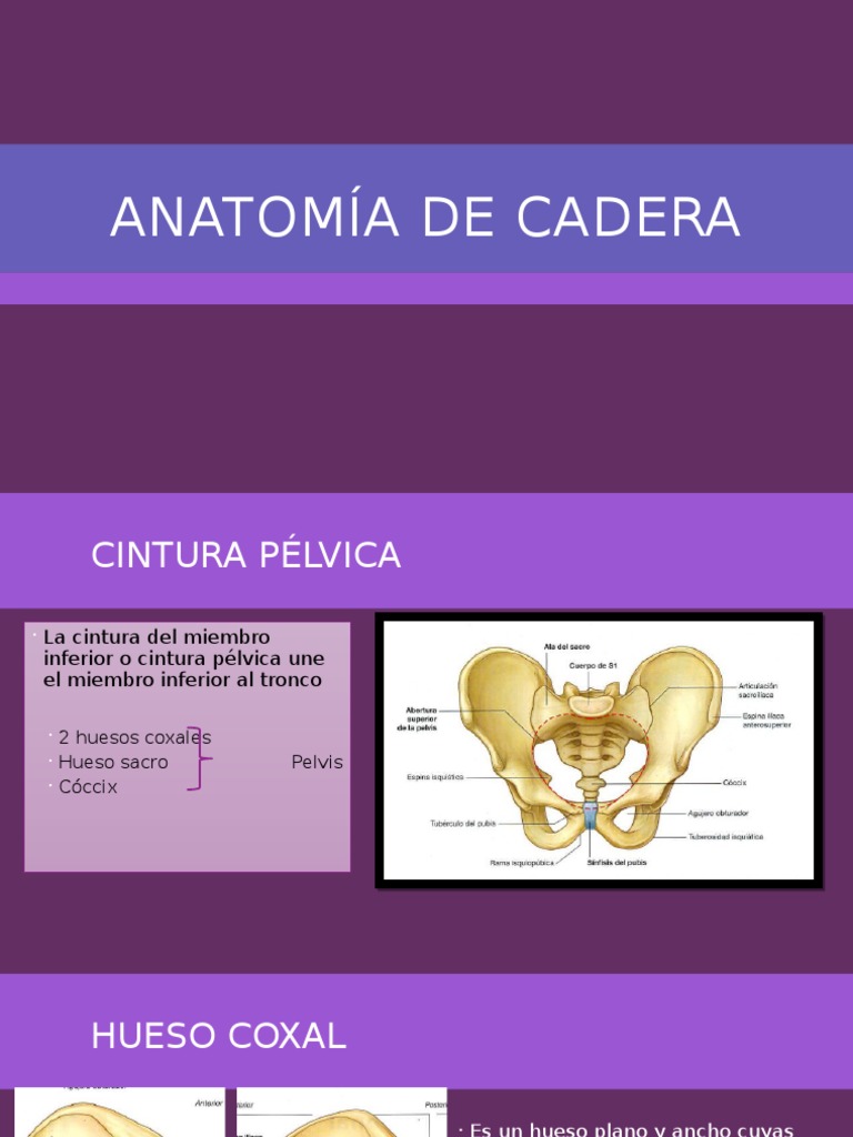 Anatomía y funciones de la cadera humana | PDF | Cadera | Pelvis