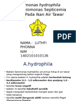 A.hydrophila: Motil Aeromonas Septicemia (MAS) Pada Ikan Air Tawar