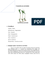 Tugas Nisa Cymodocea Serrulata