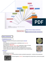 TEMA 11. Phylum Actinobacteria