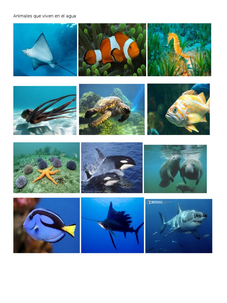 Animales Que Viven en El Agua