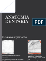 Anatomía dental incisivos molares