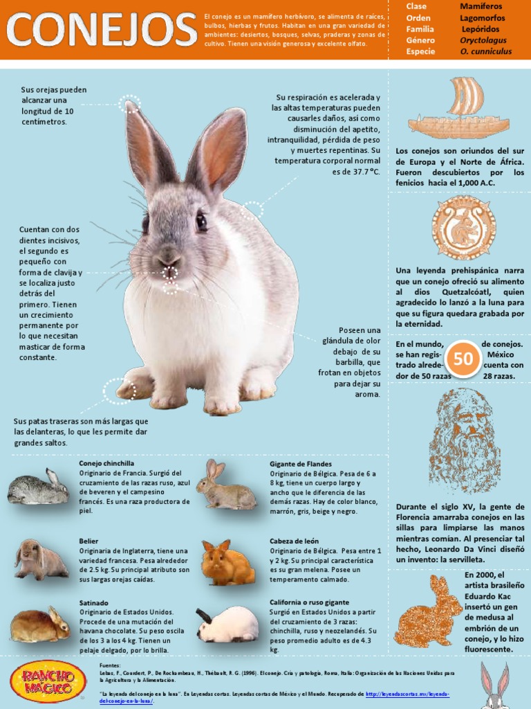 Infografía conejos.pdf