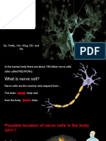 Nerve Cell - Cell Project